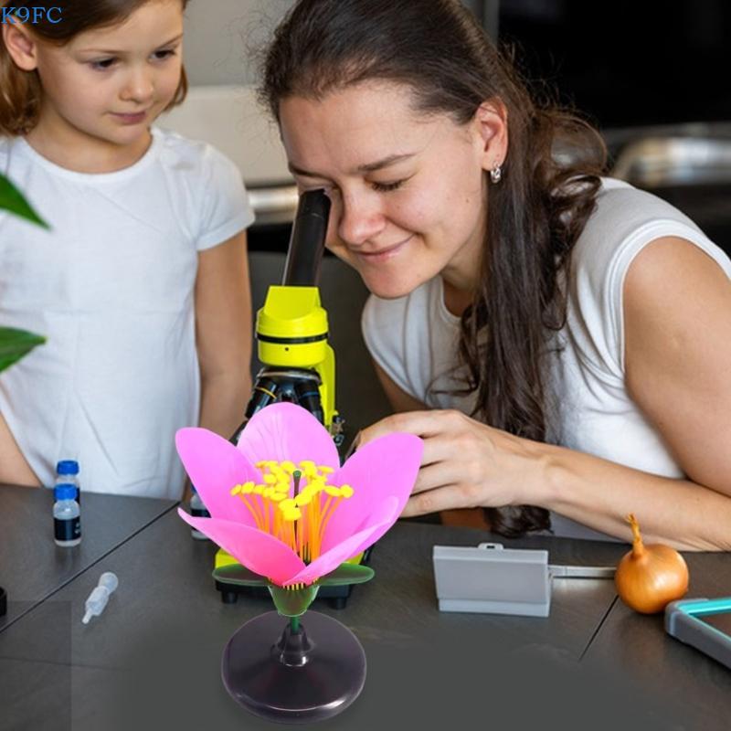 K9FC Realistic Plant Teaching  - Science Exhibition Models 评论和价格