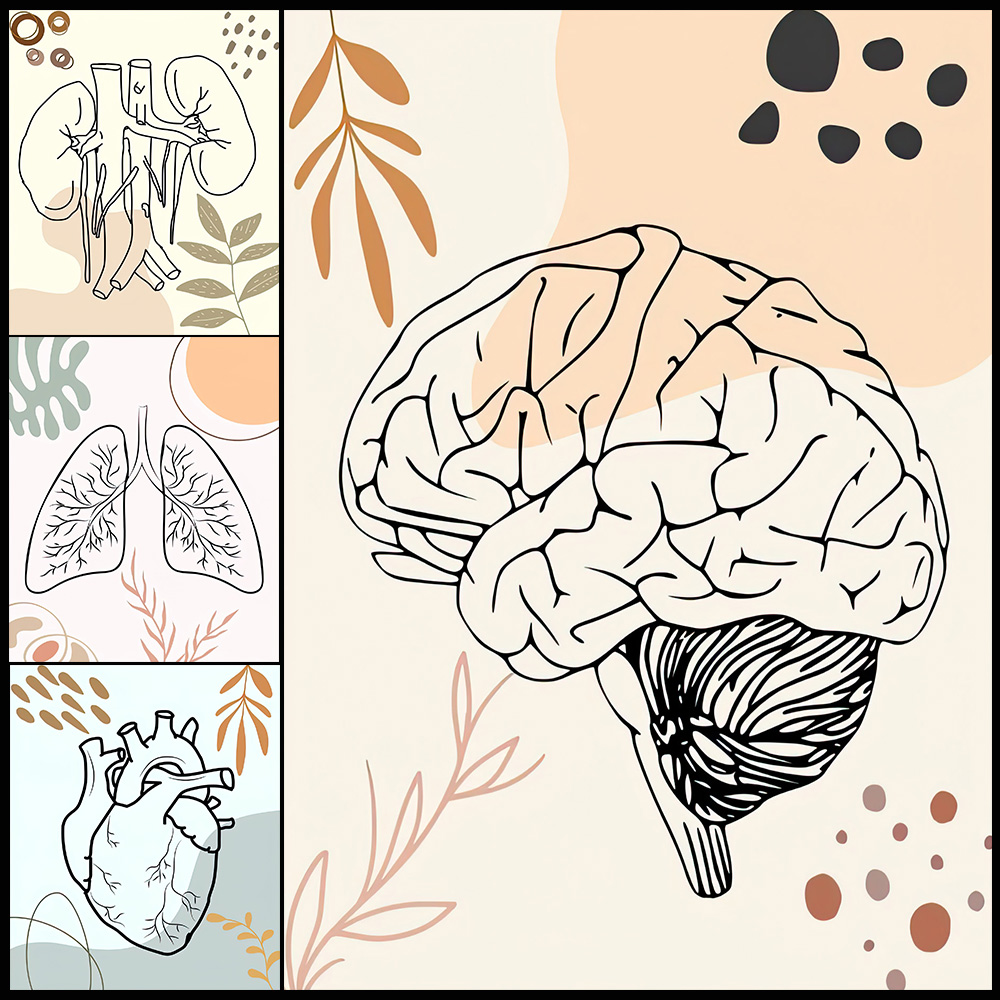 Human Anatomy Science Brain Nu - Science Nursery 评论和价格
